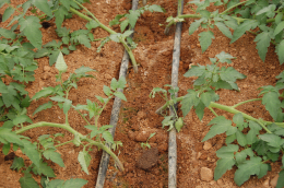 Système d'irrigation au goutte-à-goutte en culture de tomates